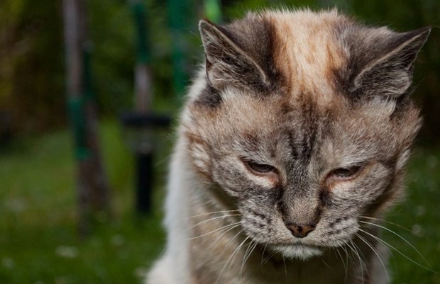 Кошка Кошка