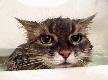 Моем кота в домашних условиях