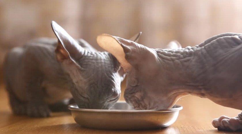 Петерболд Петерболд