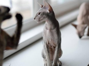 Петерболд: особенности ухода за петербургским сфинксом