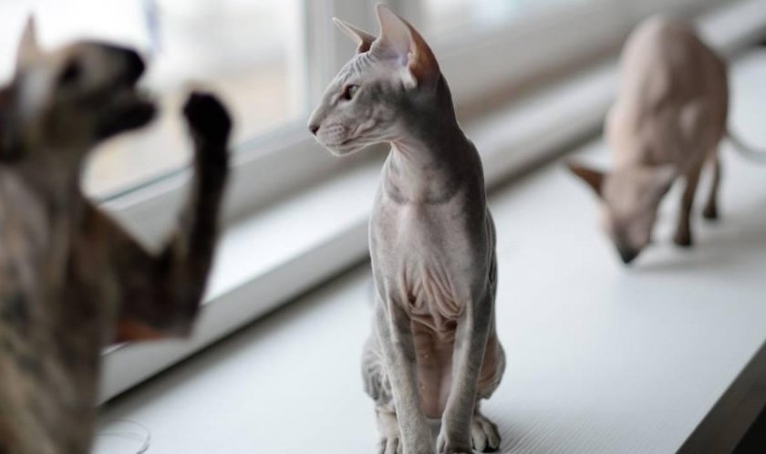 Петерболд Петерболд