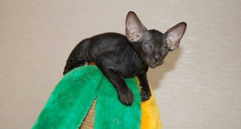 Петерболд Петерболд