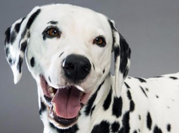 Описание породы далматинец — элегантной и бесстрашной гончей