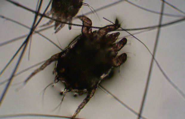 Psoroptes cunicul Psoroptes cunicul