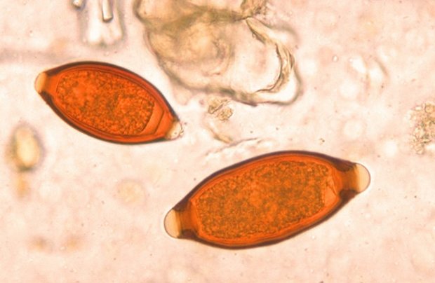 S. vulpis S. vulpis