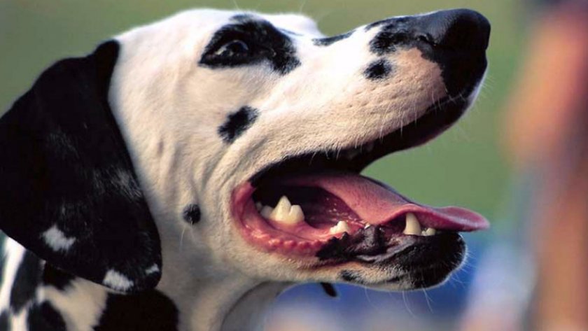 Далматинец