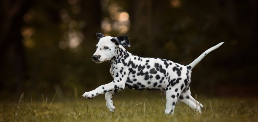 Далматинец