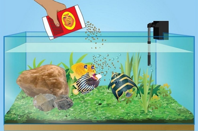 Сколько раз в день кормят аквариумных рыбок. Корм для рыбок в аквариуме. Кормление аквариумных рыбок. Рыбы в аквариуме для детей. Аквариум картинка для детей.
