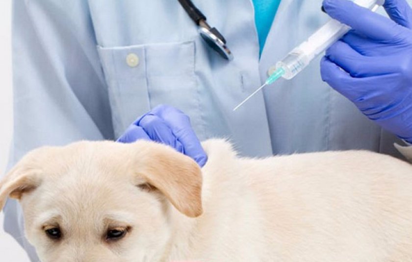 Собака после прививки мультикан. Мультикан-8, вакцина для собак. Мультикан 1 вакцина для собак. Вакцина против чумы собак мультикан-8. Парвовирусный энтерит собак вакцинация.