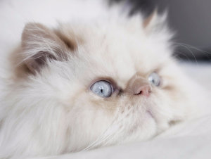 Гималайская кошка