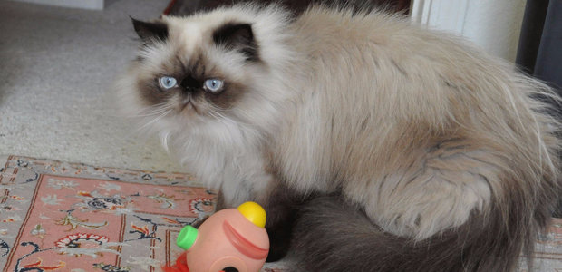 Гималайская кошка Гималайская кошка