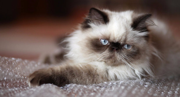 Гималайская кошка Гималайская кошка