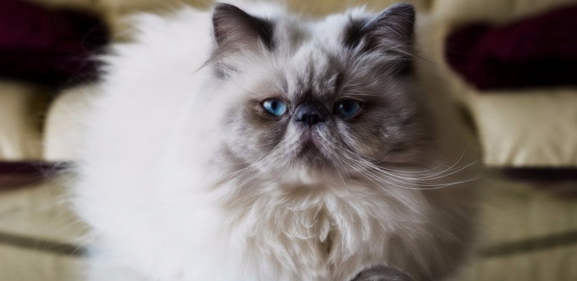 Гималайская кошка