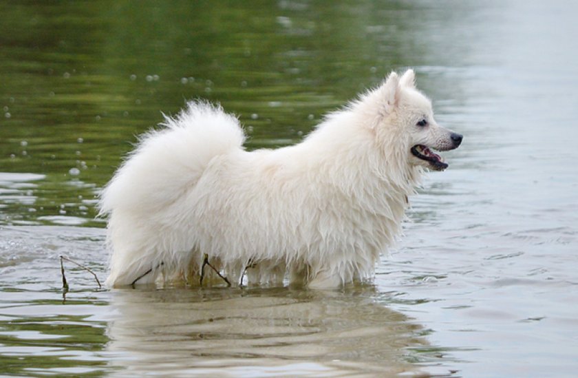 Японский шпиц