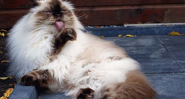 Гималайская кошка Гималайская кошка