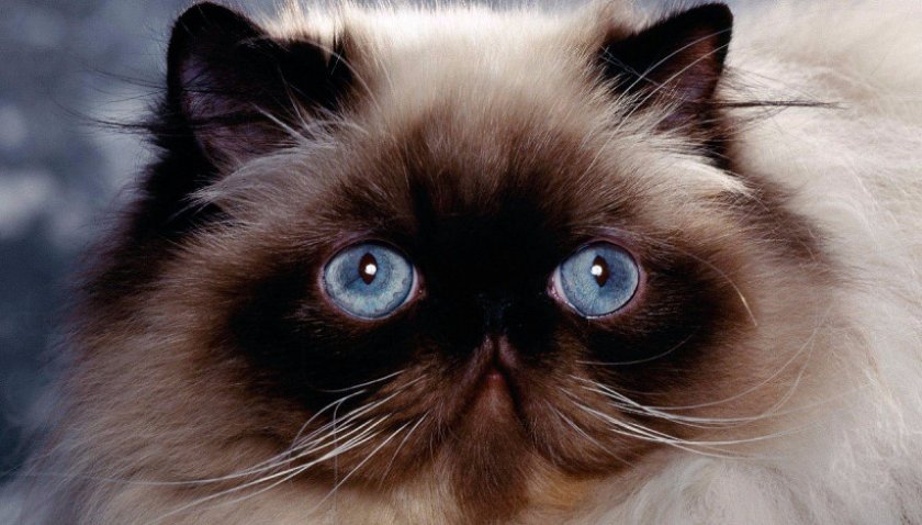 Гималайская кошка