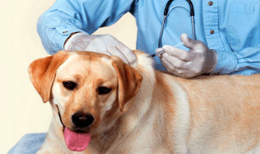 «Кантарен»