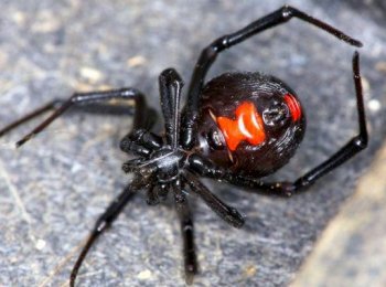 Черная вдова в домашних условиях: стоит ли заводить паука в квартире и к чему может привести укус