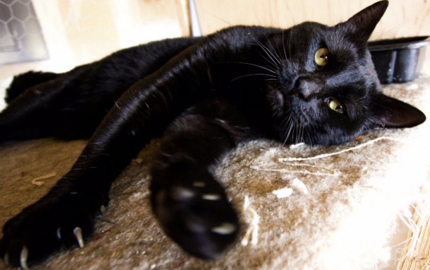 Бомбейская кошка