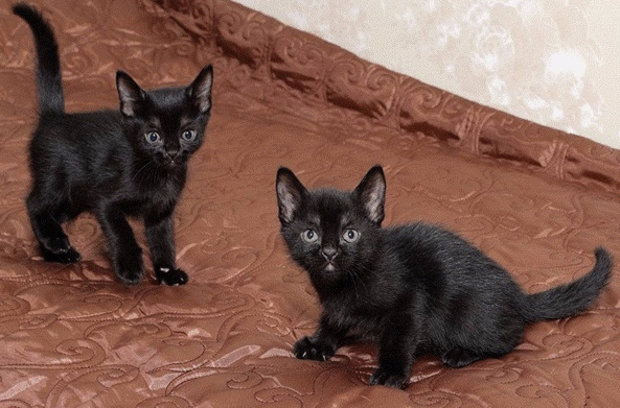 Котята породы бомбей Котята породы бомбей