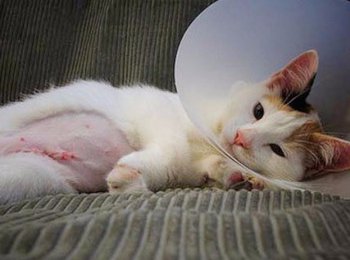 Как ухаживать за кошкой после стерилизации: советы и рекомендации