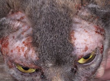 Как вылечить подкожного клеща у кошки, и в чем опасность демодекоза?