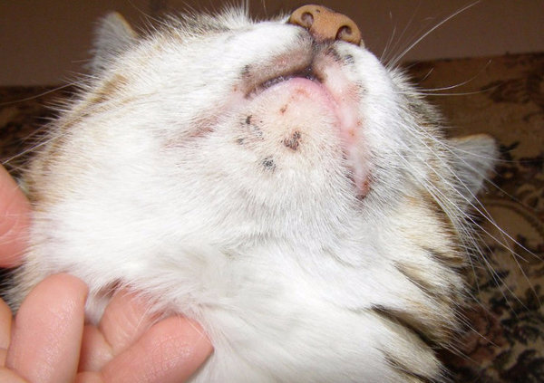 Демодекоз у кошек: причины, симптомы, признаки, лечение