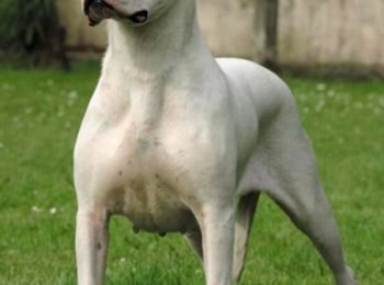 Надежный защитник или опасный боец: булли кутта в домашних условиях