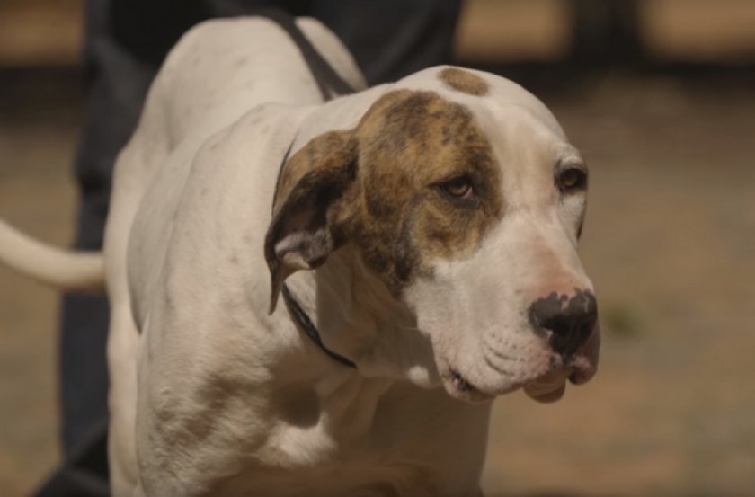 Пакистанский мастиф