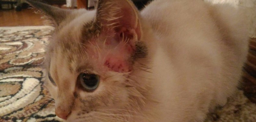 подкожной клещ у кошки подкожной клещ у кошки