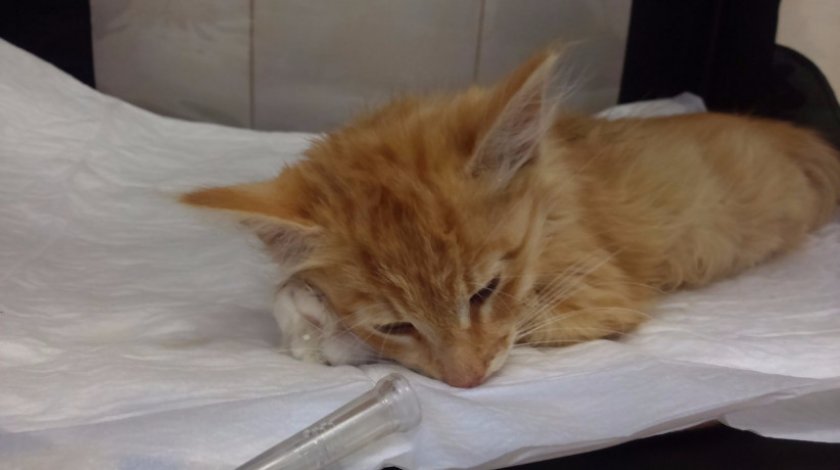 кошка кошка