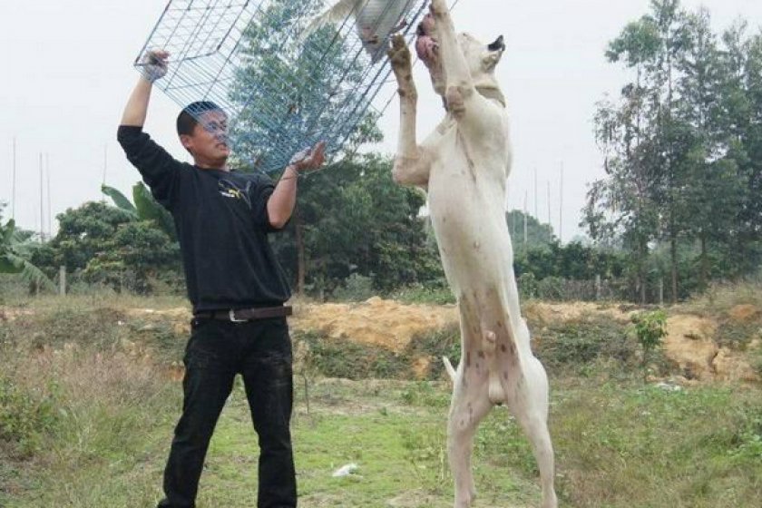 Пакистанский мастиф