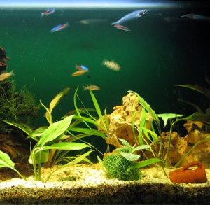 Аквариум