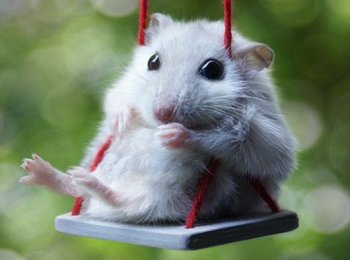 Сколько живут хомячки различных пород