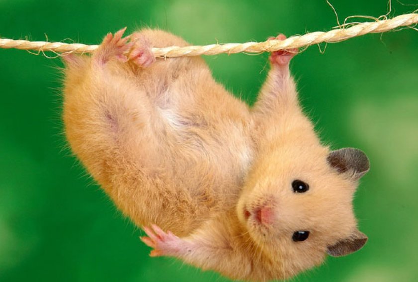 хомячки