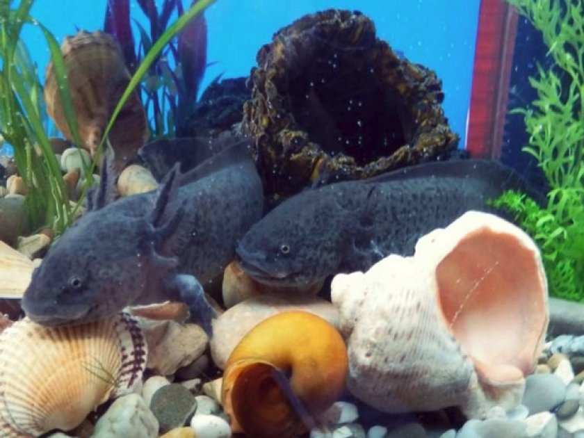 Аксолотль Аксолотль