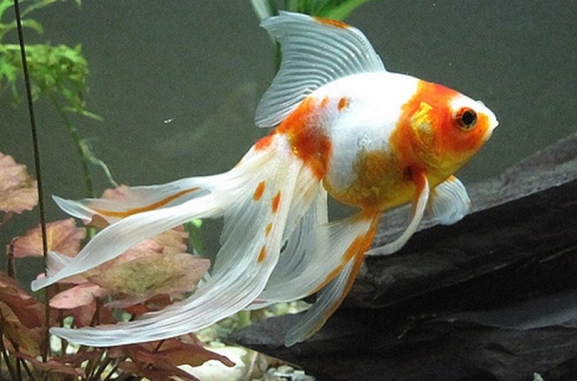 Вуалехвост