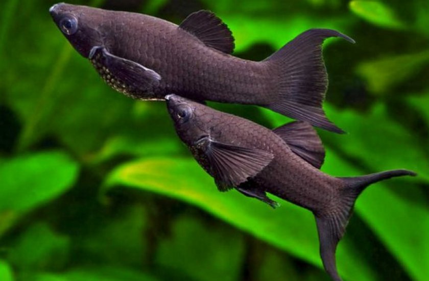 Моллинезии