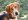 Порода собак русская пегая гончая — надёжный друг и умелый помощник настоящих охотников