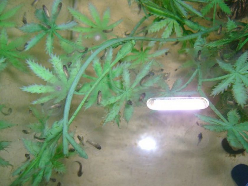 Размножение аксолотлей Размножение аксолотлей