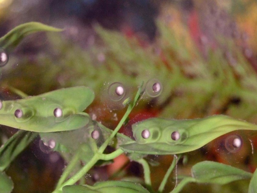 Икра асколотля Икра асколотля