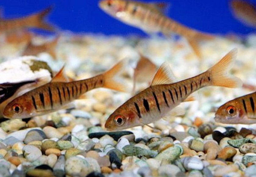 Линейчатый (полосатый) барбус Линейчатый (полосатый) барбус