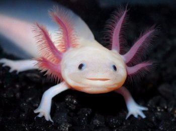 Водяной аксолотль: как ухаживать за мексиканским драконом в аквариуме?