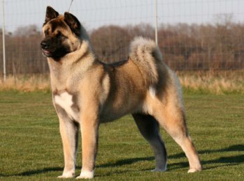 Собака американская акита — большой и верный друг с доброй душой