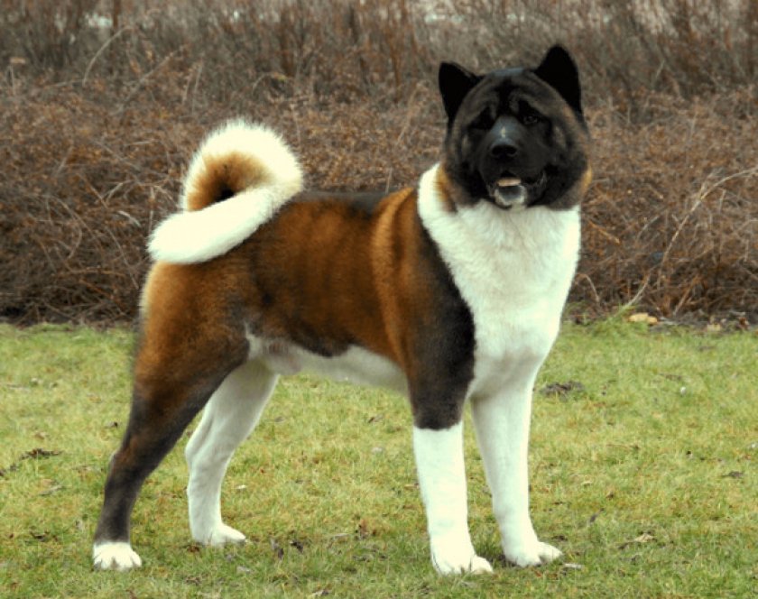 американская акита американская акита