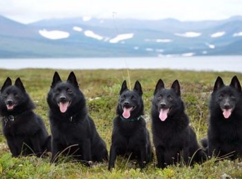 Охотник на мышей, крыс и кротов: особенности содержания Шипперке в домашних условиях