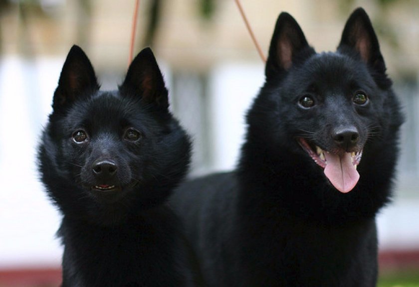 Охотник на мышей, крыс и кротов: особенности содержания Шипперке в домашних условиях