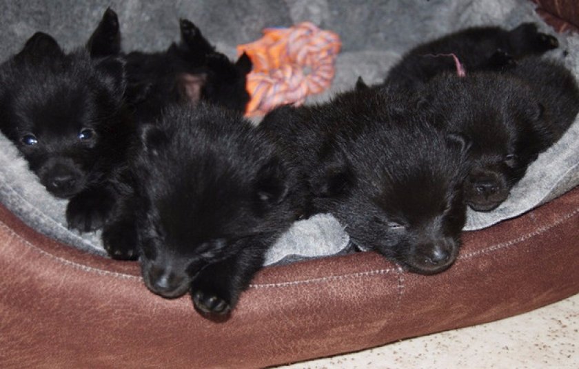 Выбор щенка