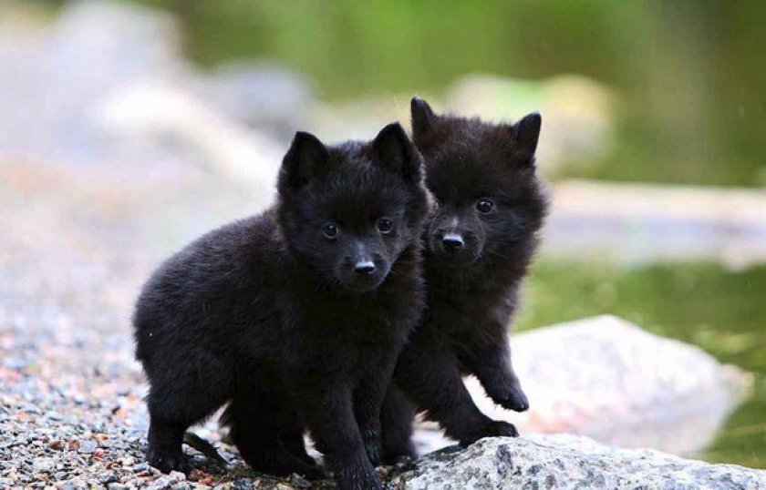 Выбор щенка