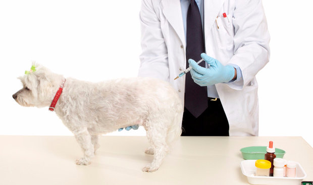 Мультикам вакцина для собак
